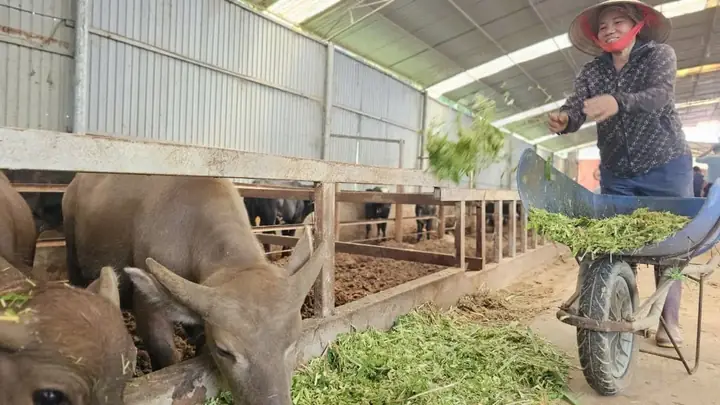Giá Btmc Ở Phú Thọ