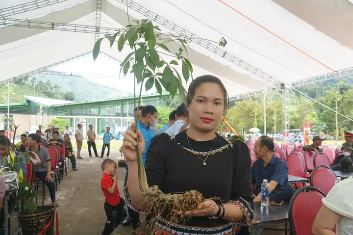 Giá Ngọc Thẩm Ở Trà Vinh