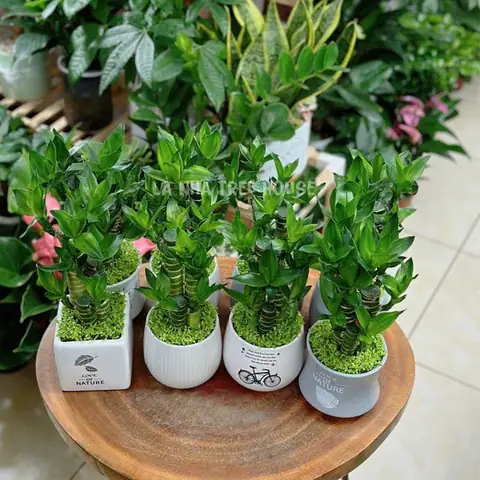 Giá Phú Quý Ở Hà Nội