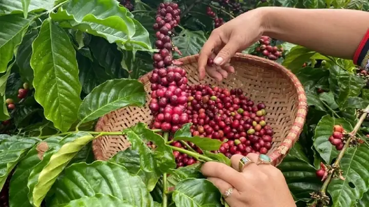 Giá Sjc Ở Đắk Nông