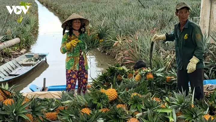 Giá Sjc Ở Hậu Giang