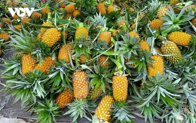 Giá Sjc Ở Hậu Giang