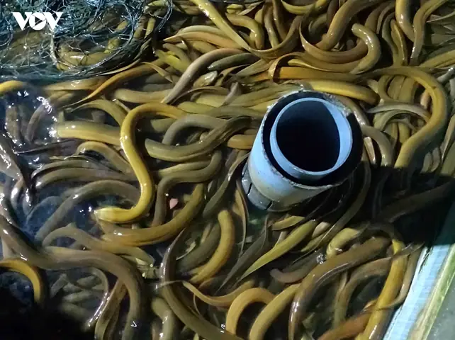 Giá Sjc Ở Hậu Giang