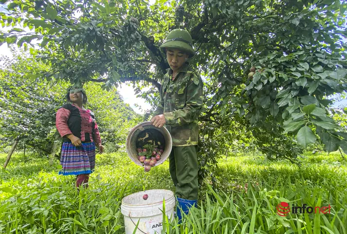 Giá Sjc Ở Sơn La Giá Sjc Ở Sơn La