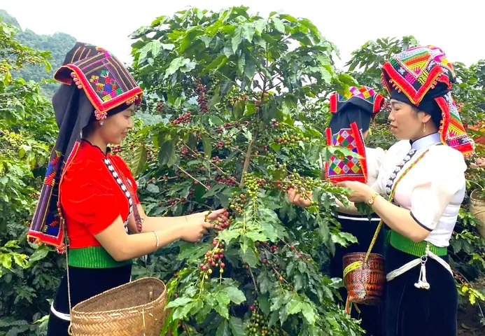 Giá Sjc Ở Sơn La Giá Sjc Ở Sơn La