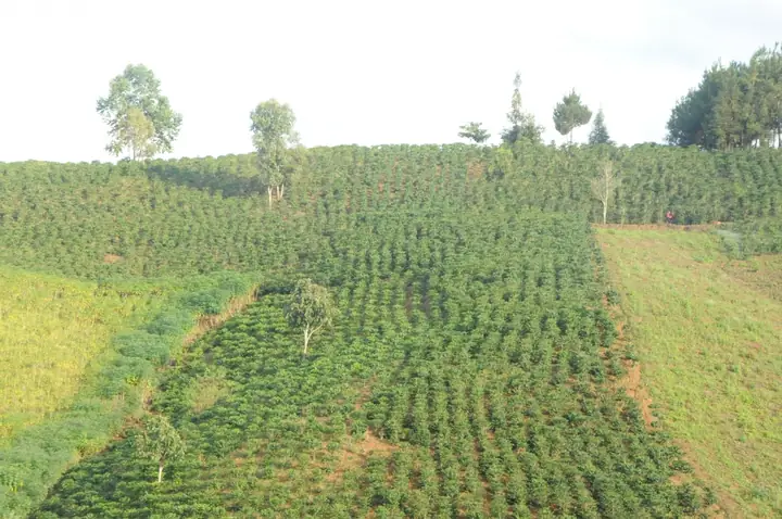 Giá Sjc Ở Sơn La Giá Sjc Ở Sơn La