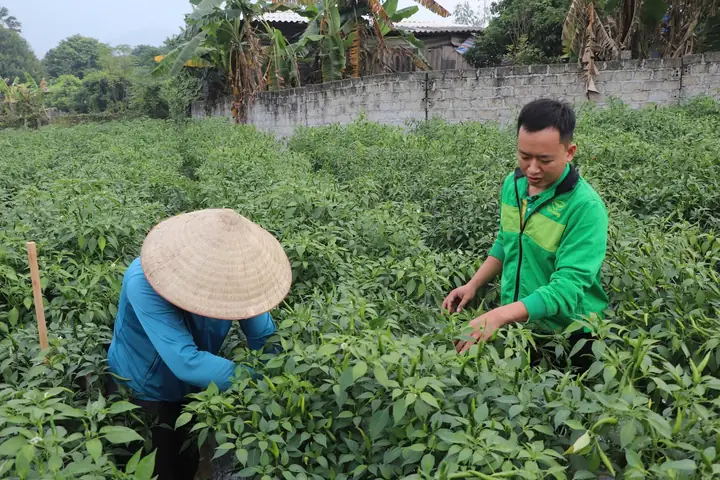 Giá Sjc Ở Tuyên Quang