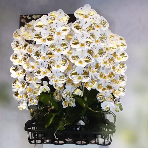 Giá Vàng 24k Ở Đông Nam Bộ
