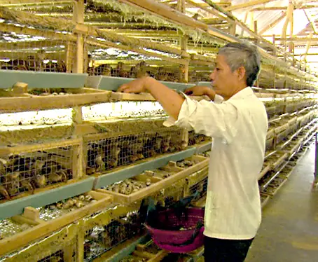 Giá Vàng 99 Ở Đồng Nai