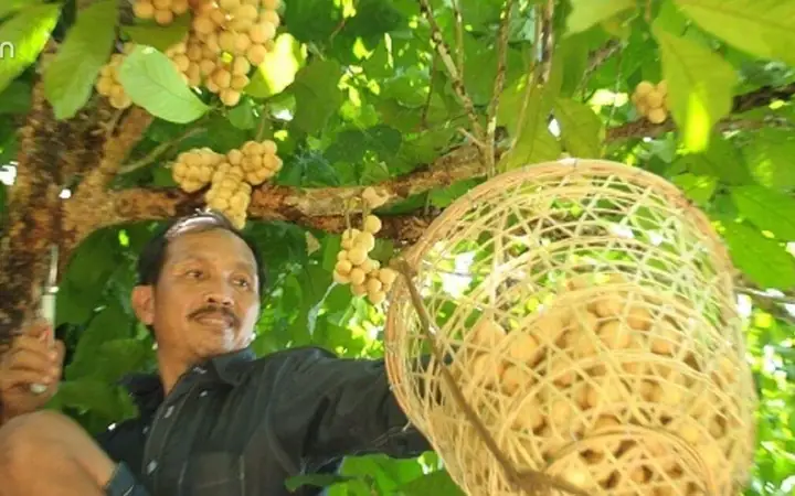 Giá Vàng 99 Ở Quảng Nam