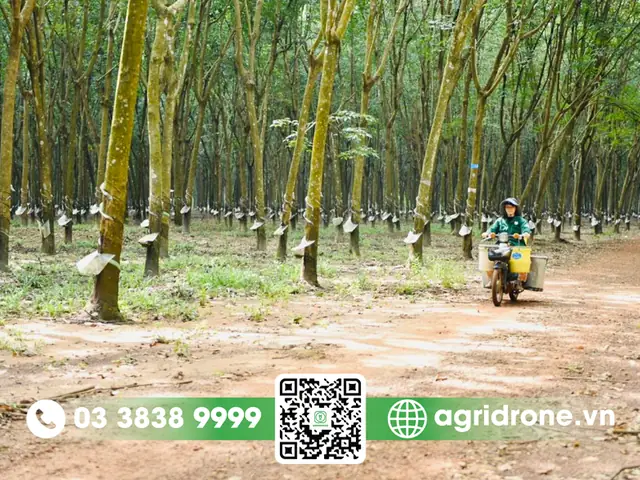 Giá Vàng 9999 Ở Đông Nam Bộ