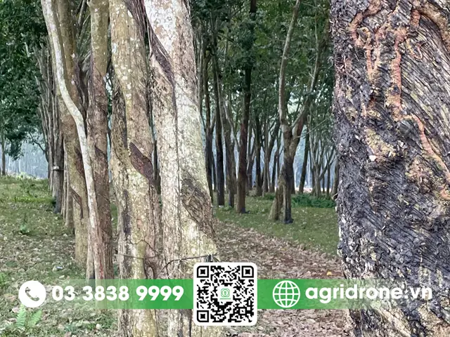 Giá Vàng 9999 Ở Đông Nam Bộ