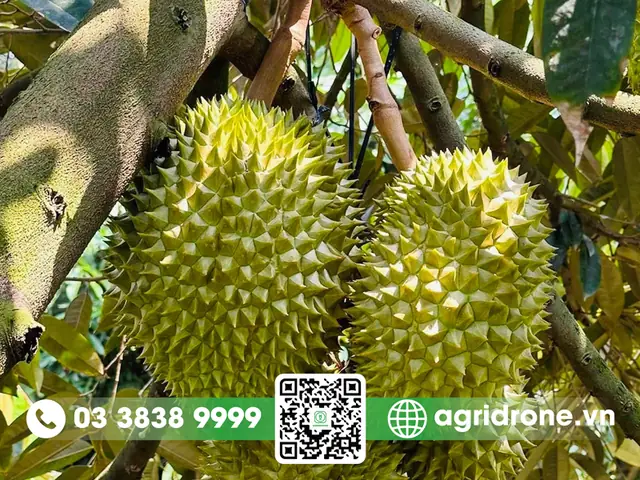 Giá Vàng 9999 Ở Tiền Giang Giá Vàng 9999 Ở Tiền Giang