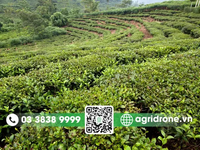 Giá Vàng 9999 Ở Yên Bái