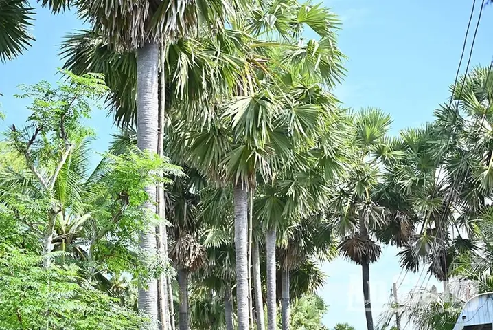 Giá Vàng Hôm Nay Tại Thốt Nốt