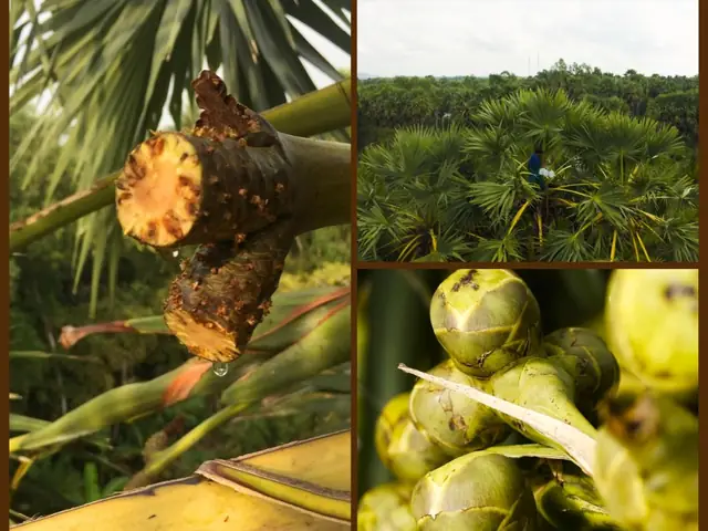 Giá Vàng Hôm Nay Tại Thốt Nốt