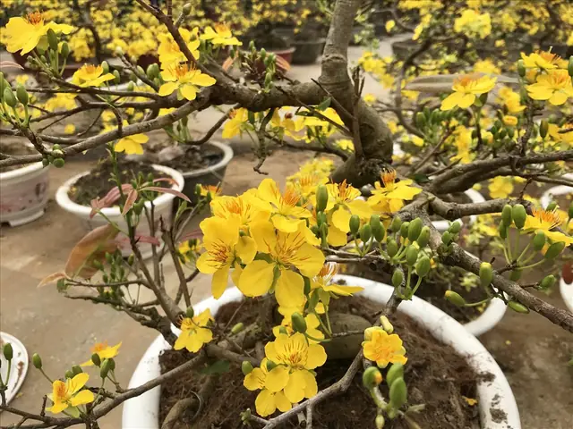 Giá Vàng Miền Nam