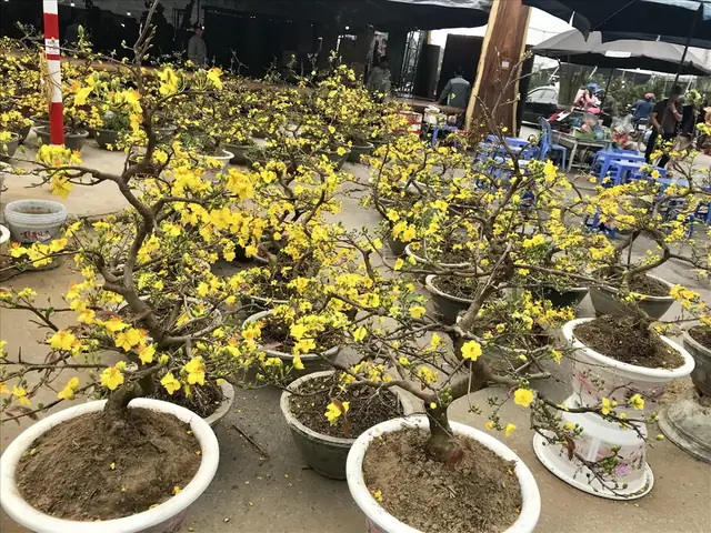 Giá Vàng Miền Nam