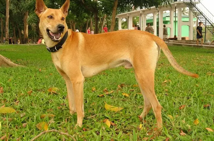 Giá Vàng Phú Quốc
