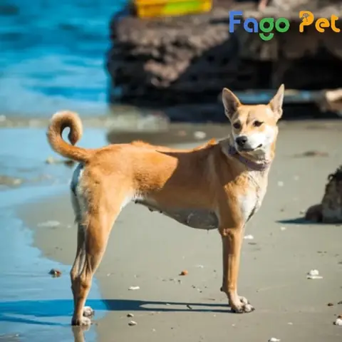 Giá Vàng Phú Quốc