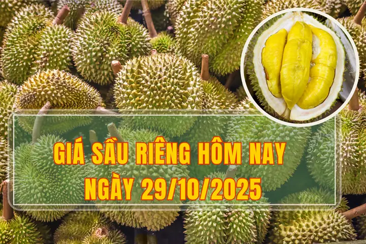 Giá Vàng Tây Nguyên