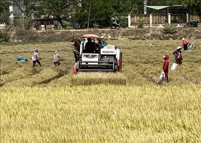 Giá Vàng Thu Được Ninh Thuận