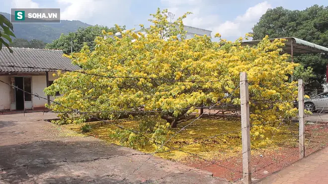 Giá Vàng Ý Ở Đồng Nai Giá Vàng Ý Ở Đồng Nai