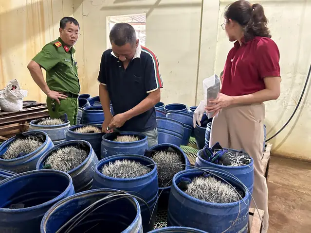 Giá Vàng Ý Ở Hải Phòng