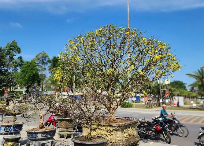 Giá Vàng Ý Ở Quảng Ngãi Giá Vàng Ý Ở Quảng Ngãi