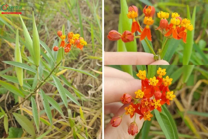 Cây Bông Tai Là Gì? Đặc Điểm, Công Dụng Và Cách Trồng Cho Người Mới Bắt Đầu