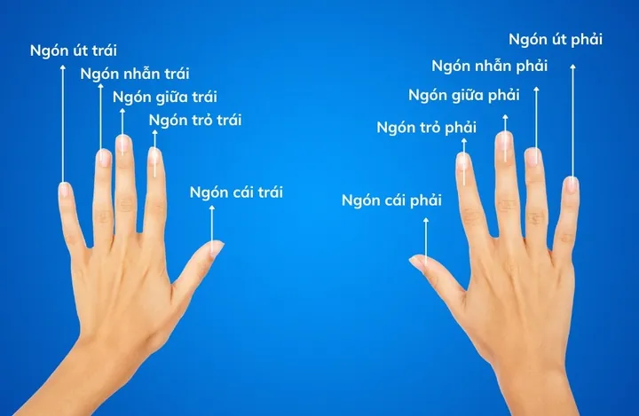 Ý Nghĩa Ngón Tay Đeo Nhẫn Theo Phong Thủy Và Cách Chọn Cho Nam Và Nữ