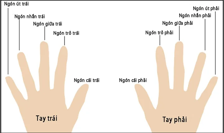 Cách Chọn Nhẫn Cho Ngón Tay To Theo Dáng Tay Và Kiểu Đá Phù Hợp